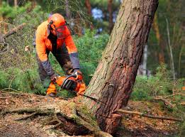 Reliable Myrtle Creek, OR Tree Services Solutions