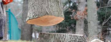 How Our Tree Care Process Works  in  Myrtle Creek, OR
