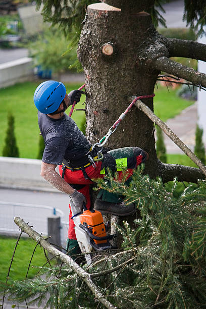 Best Tree Mulching  in Myrtle Creek, OR