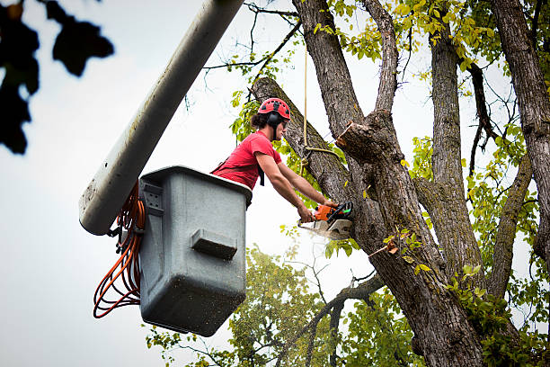 Best Utility Line Clearance  in Myrtle Creek, OR